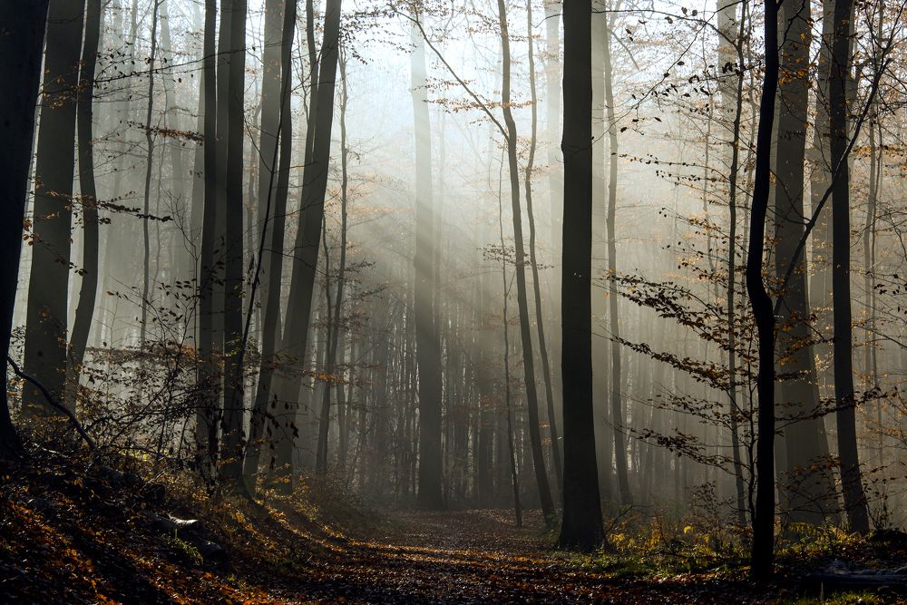 Photograph by Nathalie Gatineau