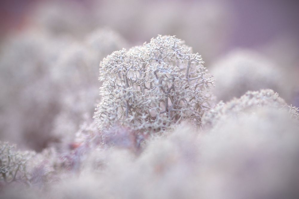 Photograph by Анна Верзина