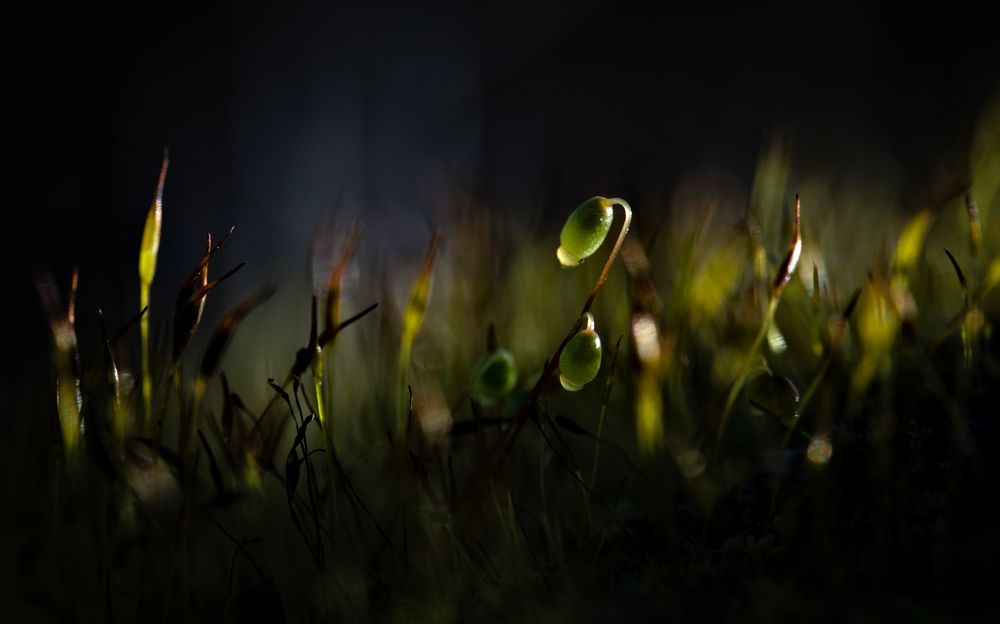 Photograph by Yaniv Abramovitz