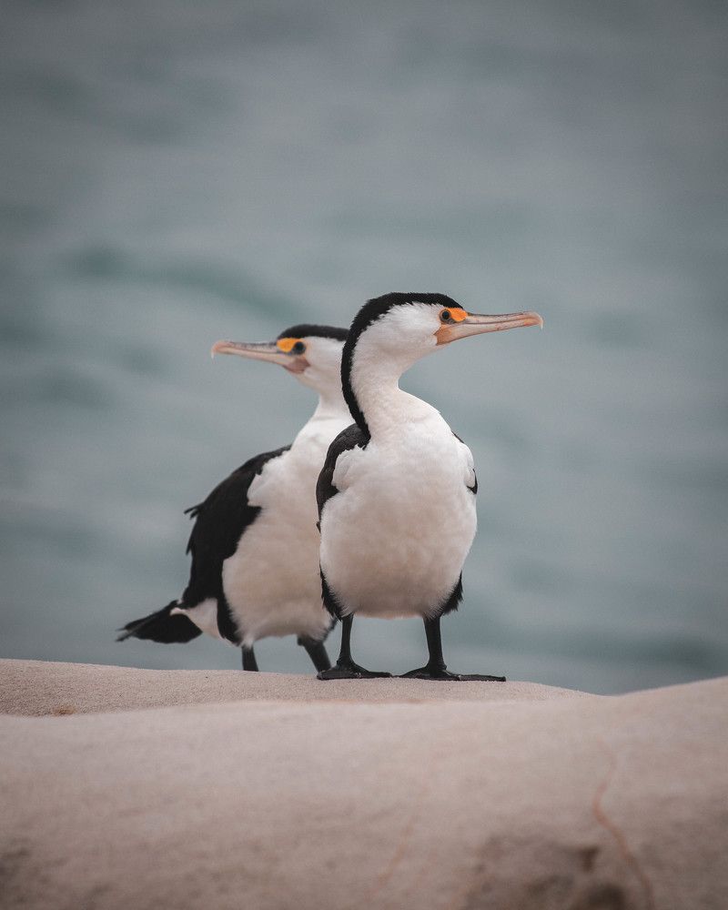 Pied Cormorants