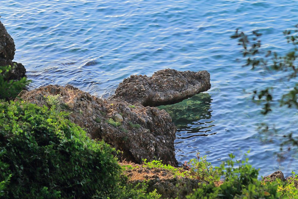 Alligator(Аллигатор)