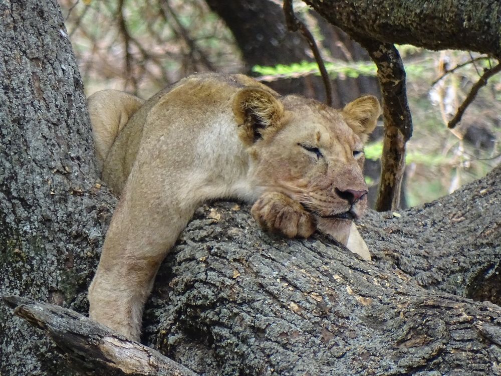 Tree lioness