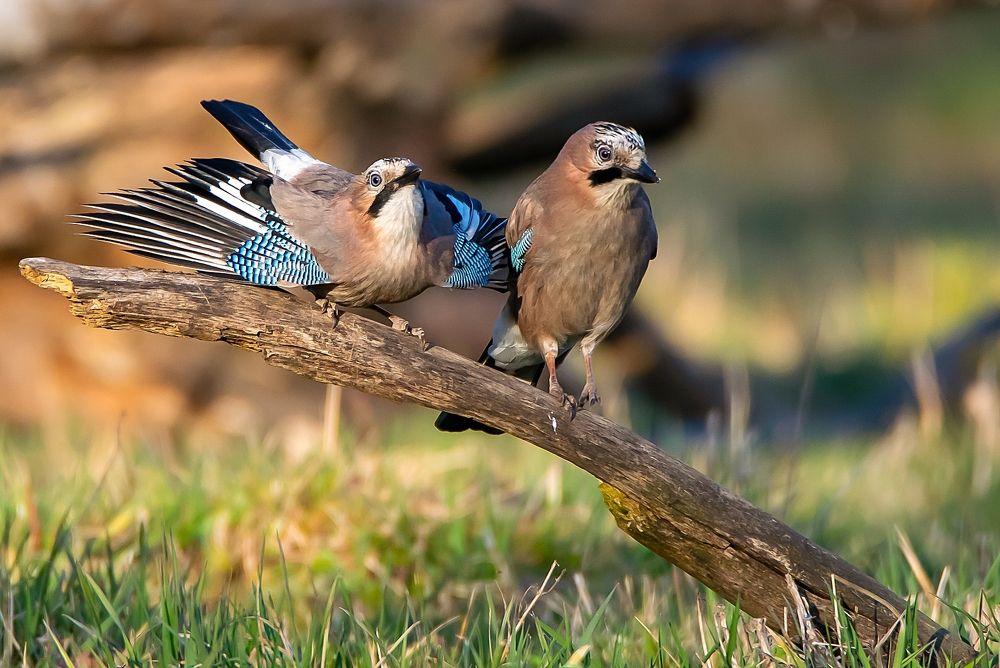 Photograph by Rafał Kowalik