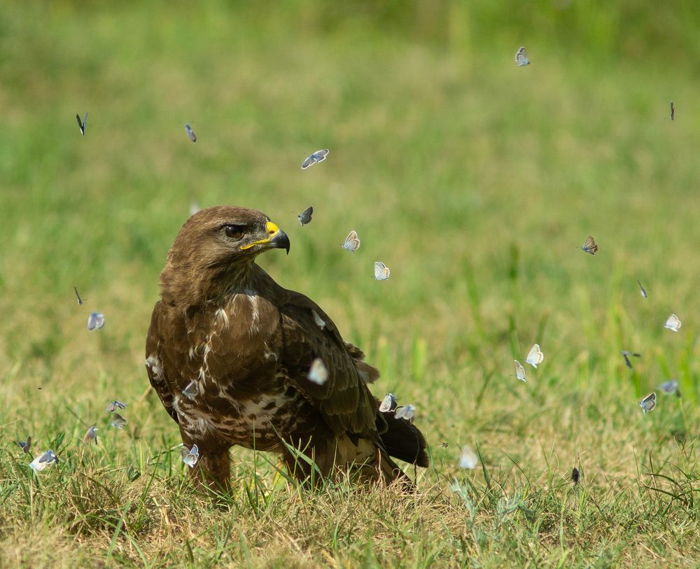 Photograph by Szőts Mátyás