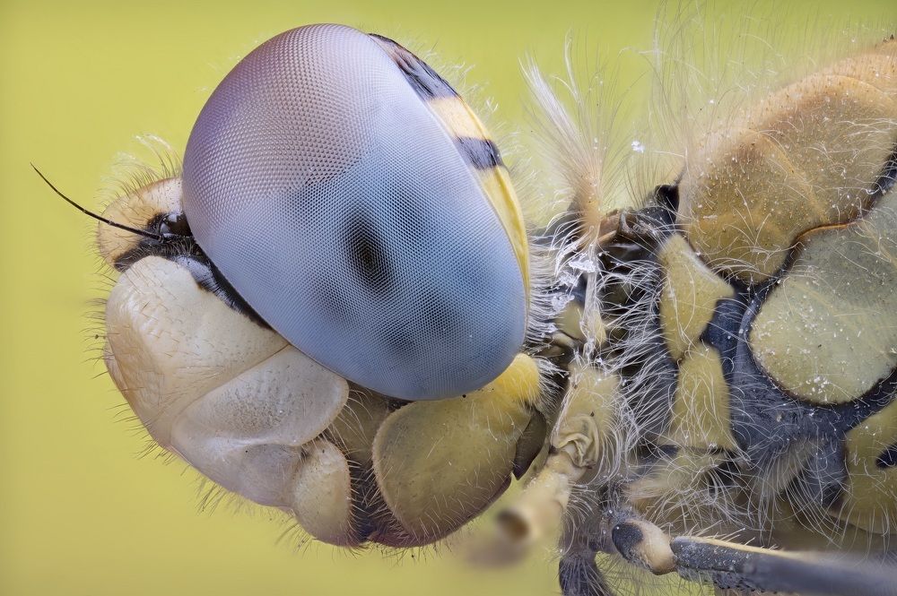 Sympetrum fonscolombii (Selys, 1840)