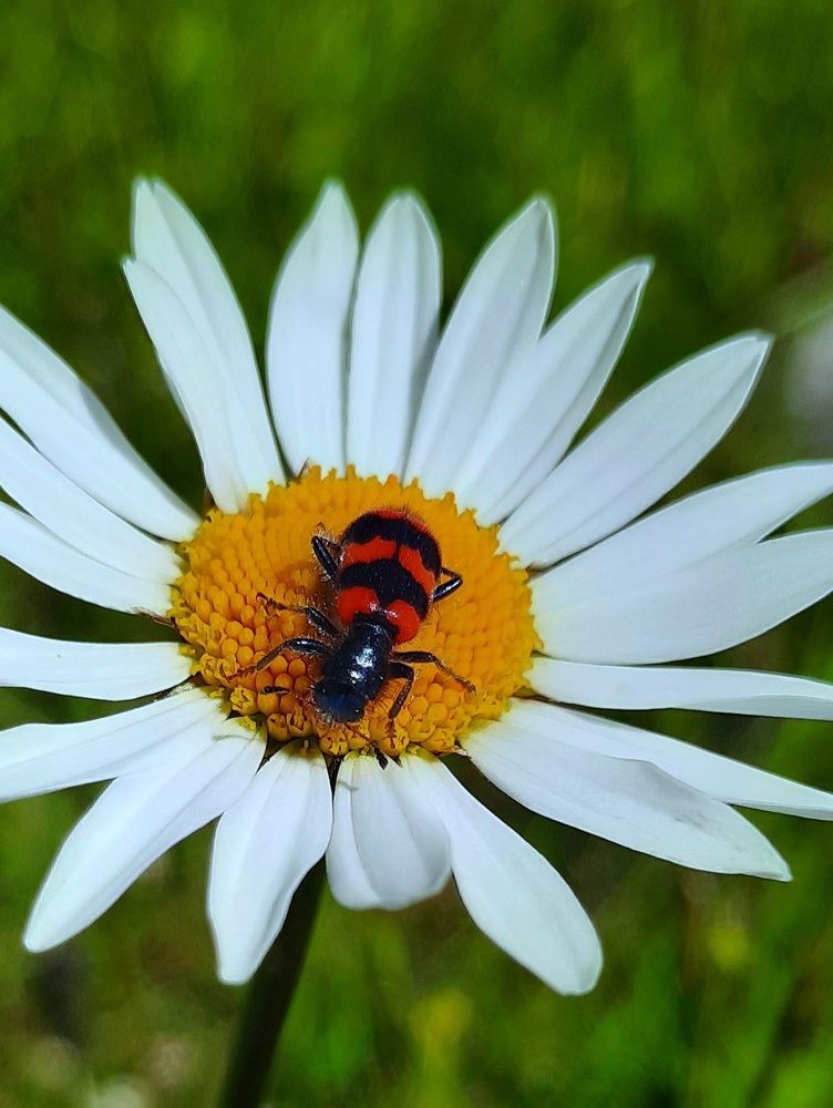 Photograph by Ольга Шаньгина