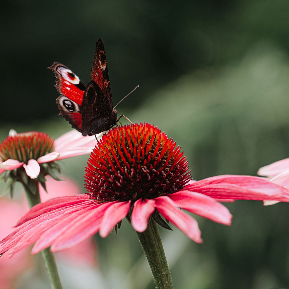 Photograph by Saiva Liepina