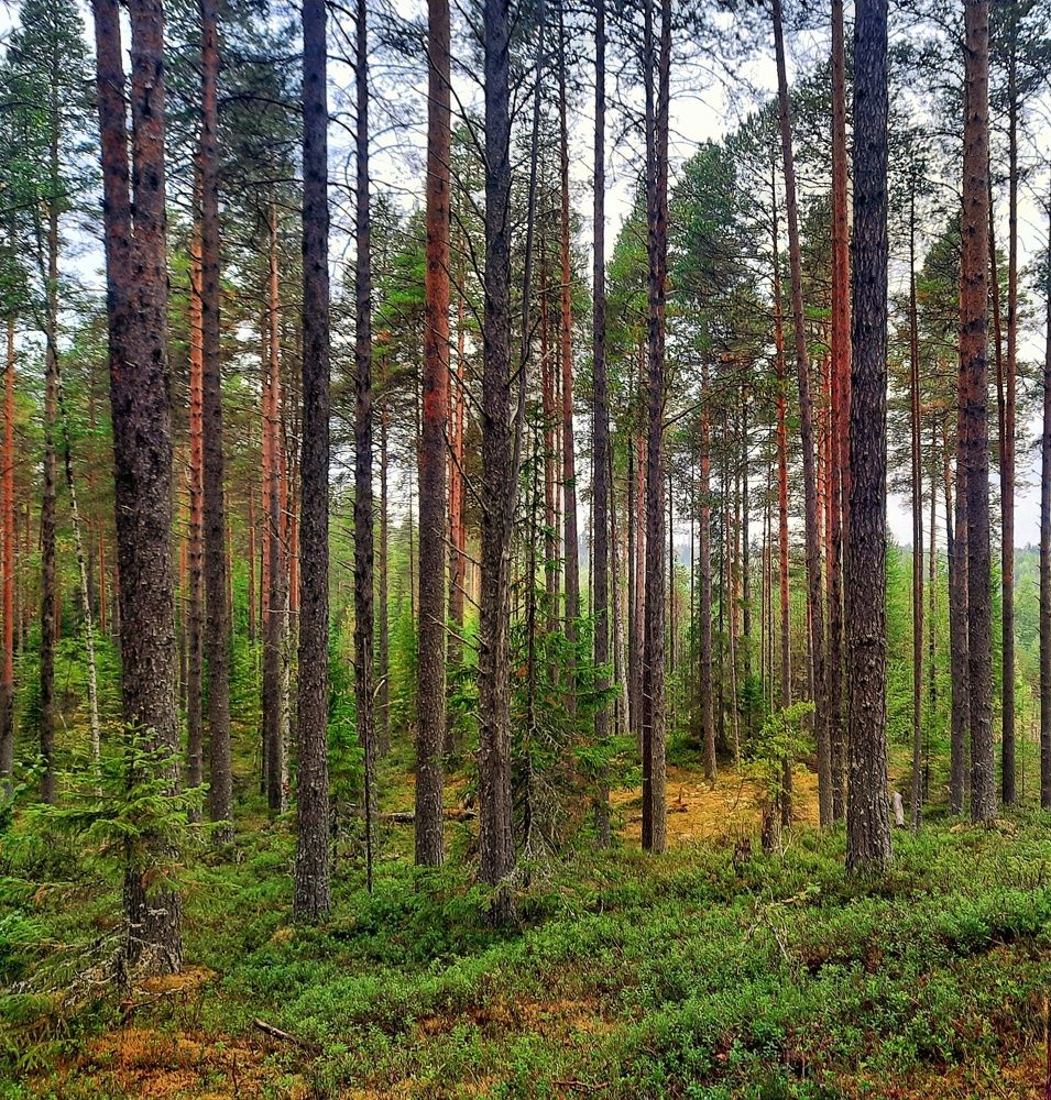 Photograph by Ольга Шаньгина