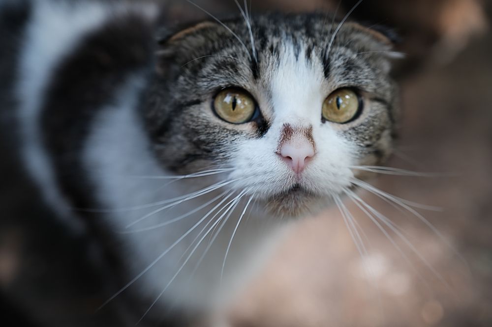 Фотография автора Марина Савчиц