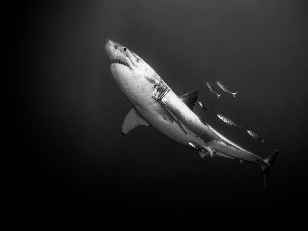 Photograph by Serge Melesan