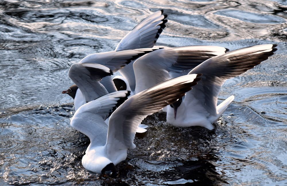 Вальс чаек / Waltz of the seagulls