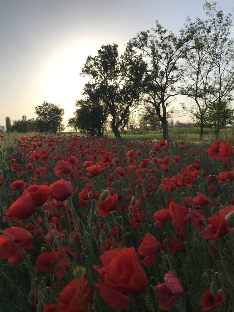 Крым в весеннем огне