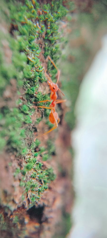 Photograph by Md. Mohidul Sifat