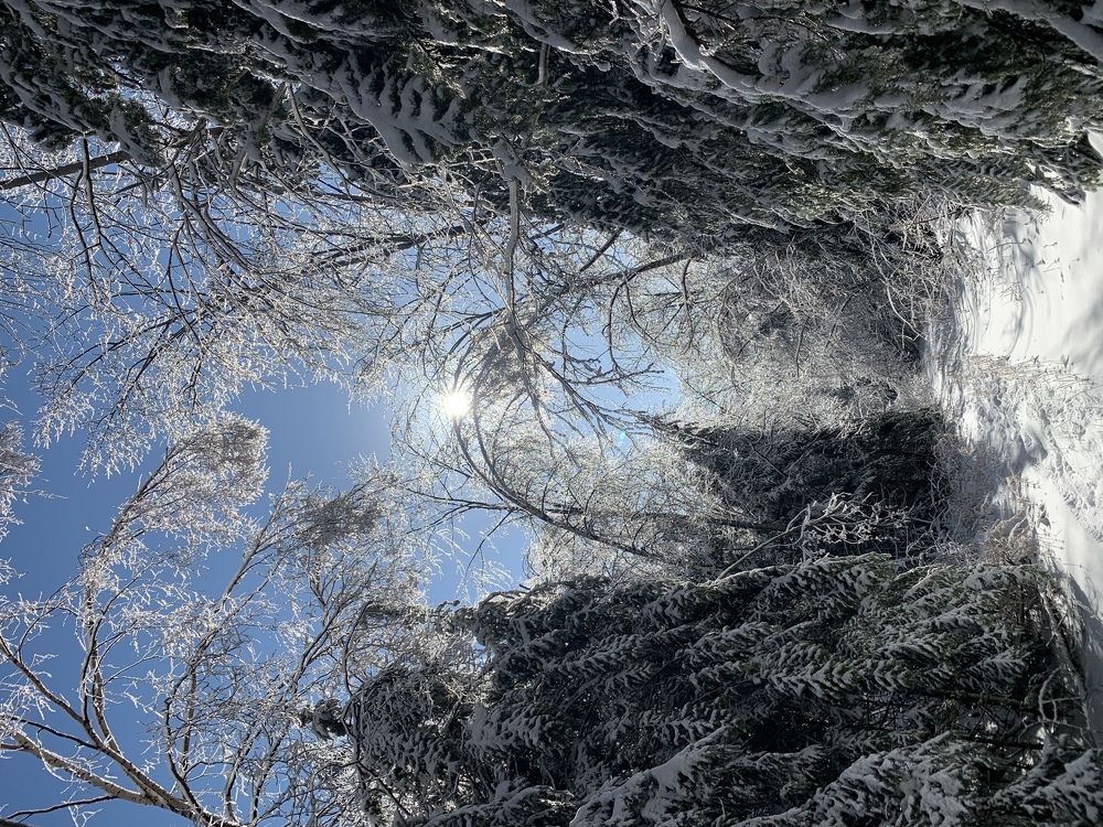 Зимняя тайга