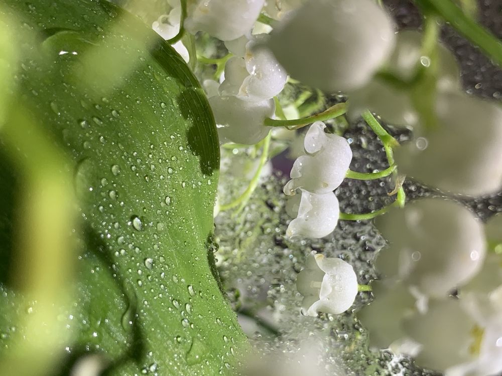 Photograph by Каролина Козина