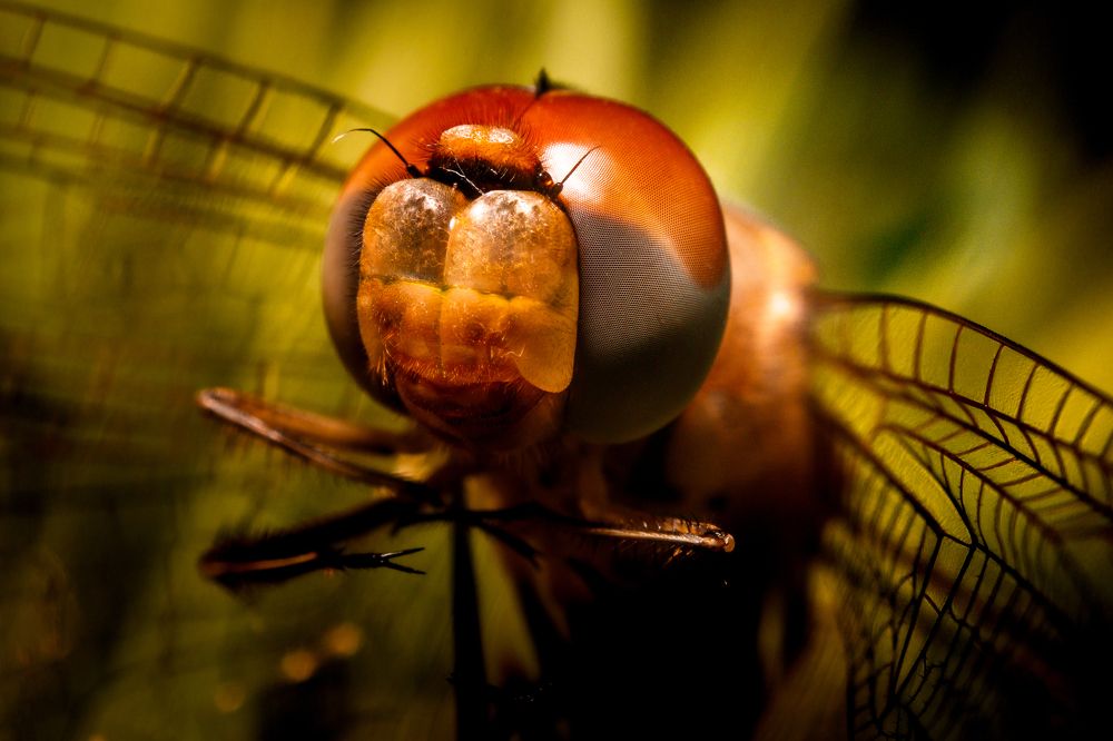 Фотография автора Gabriel de Araujo Almeida