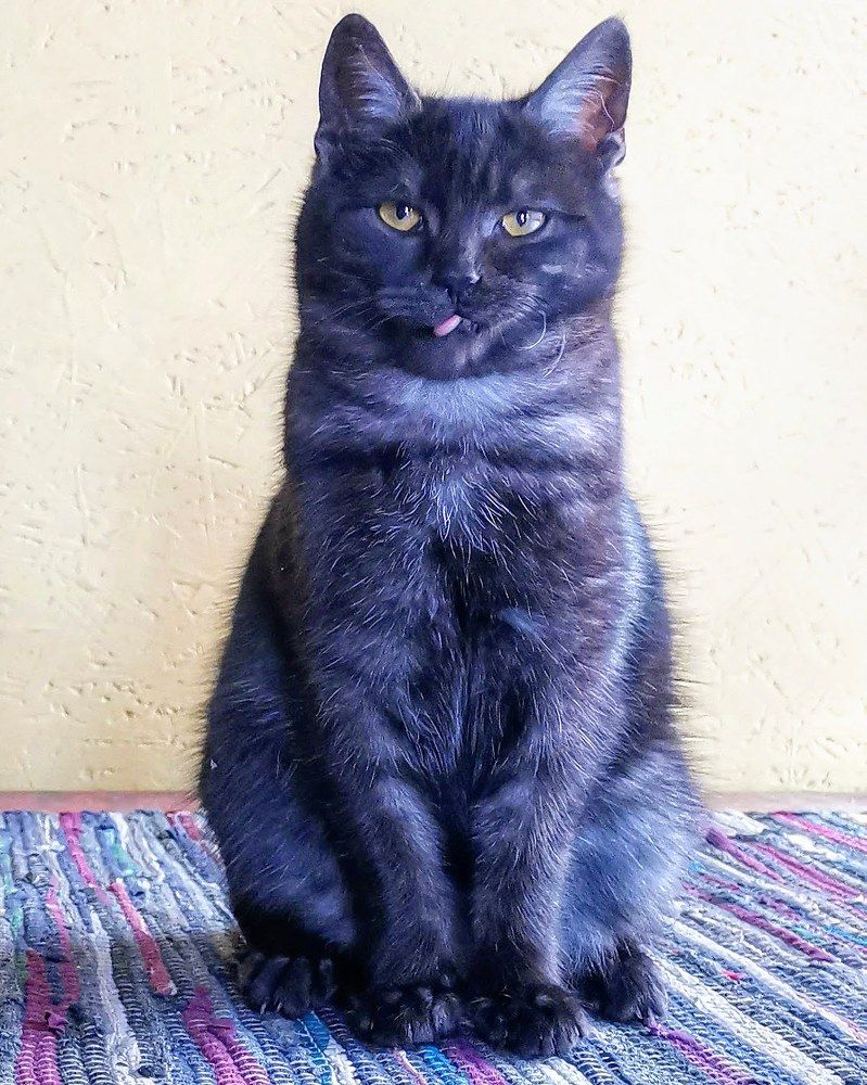 Гримаса