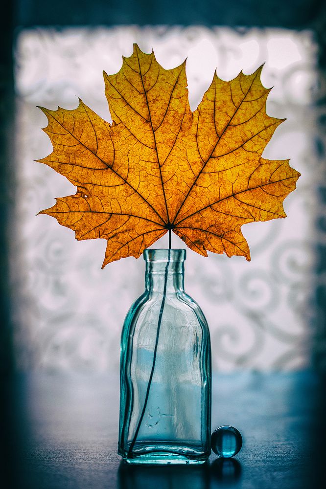 Фотография автора Refat Mamutov