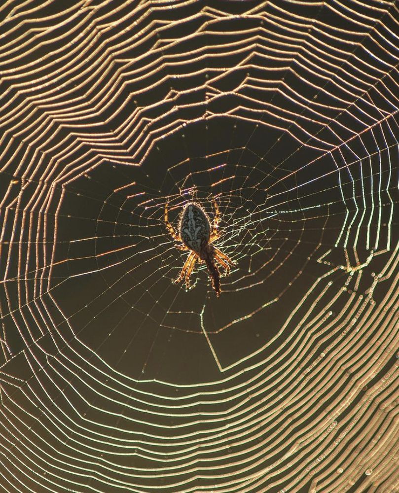 Photograph by Альбина Баташова