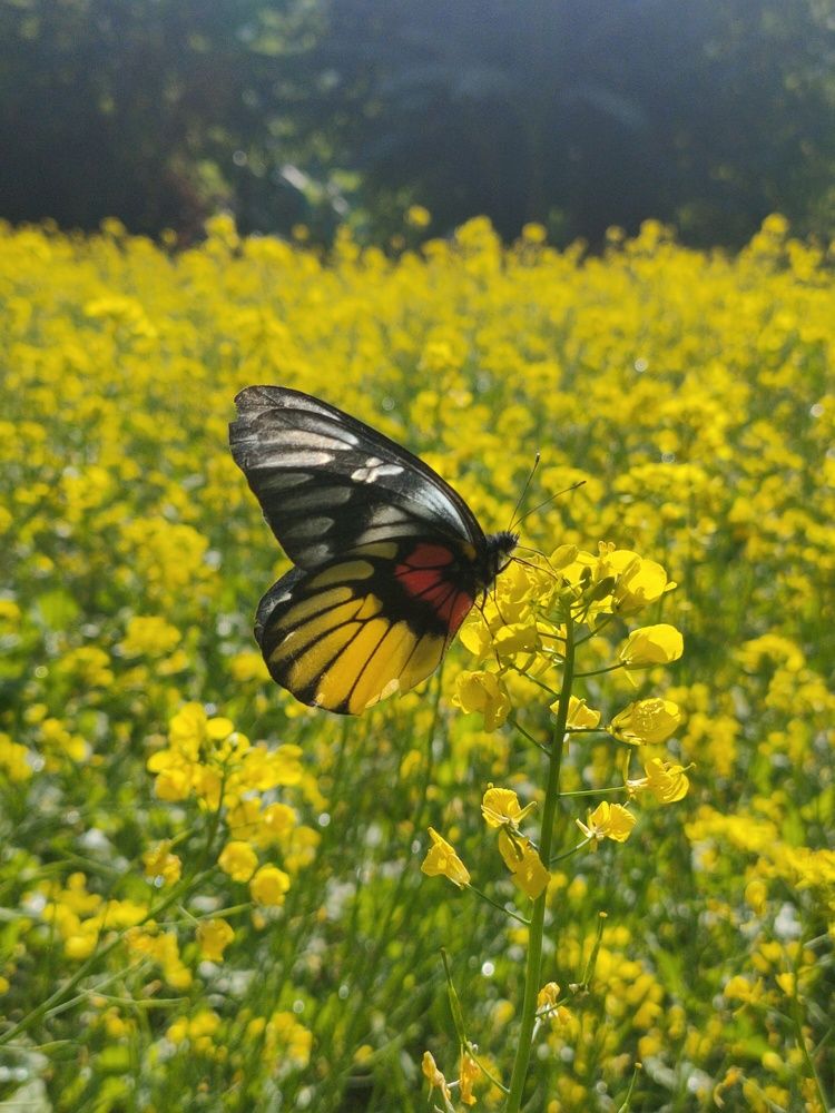 Photograph by Anup Bhandari