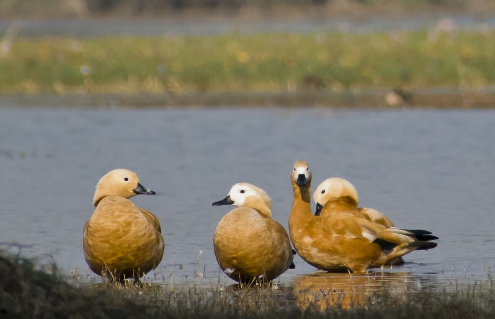 Photograph by Sourav Paul
