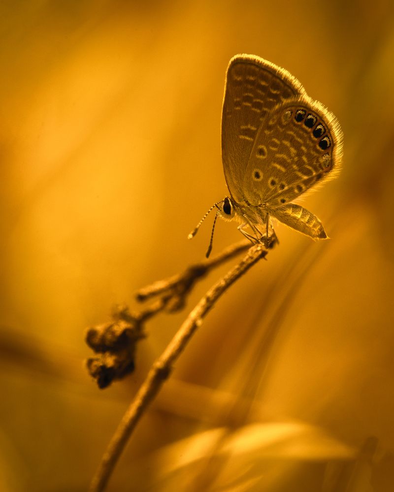 Photograph by Hemraj Chavhan A