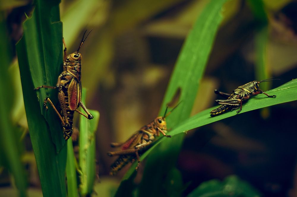 Tettigoniidae