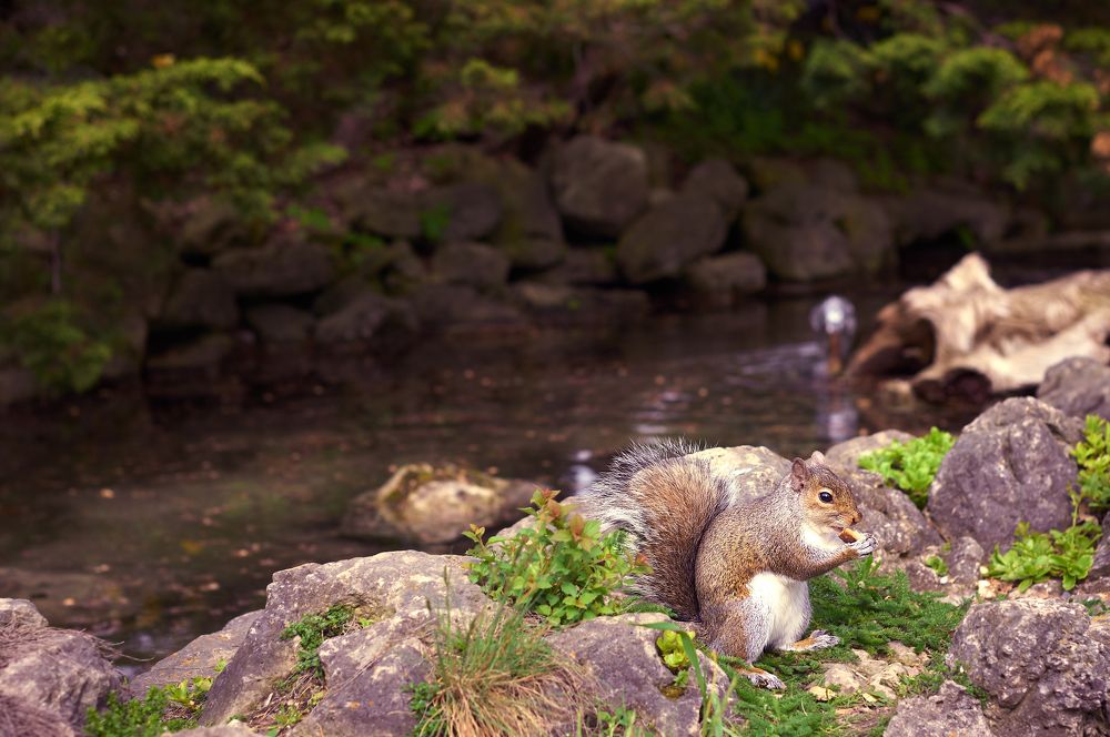 Sciurus Carolinensis