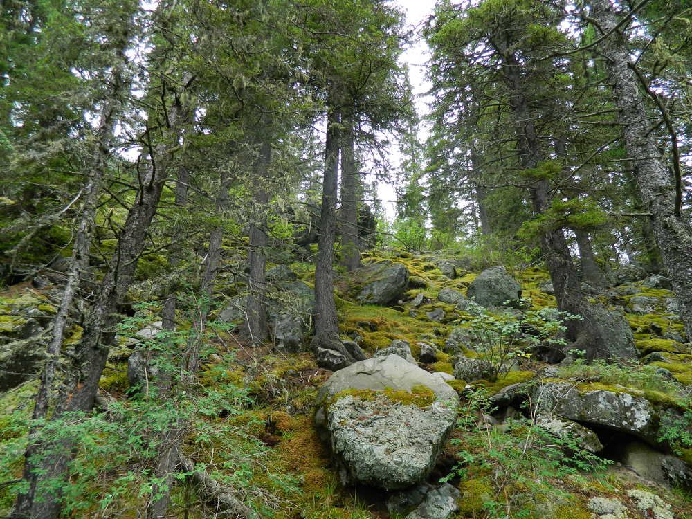 Там, где тишина.