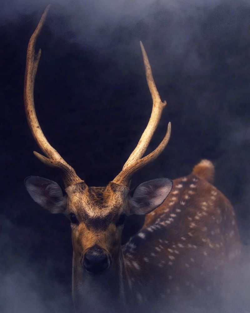 Photograph by Ankit Verma