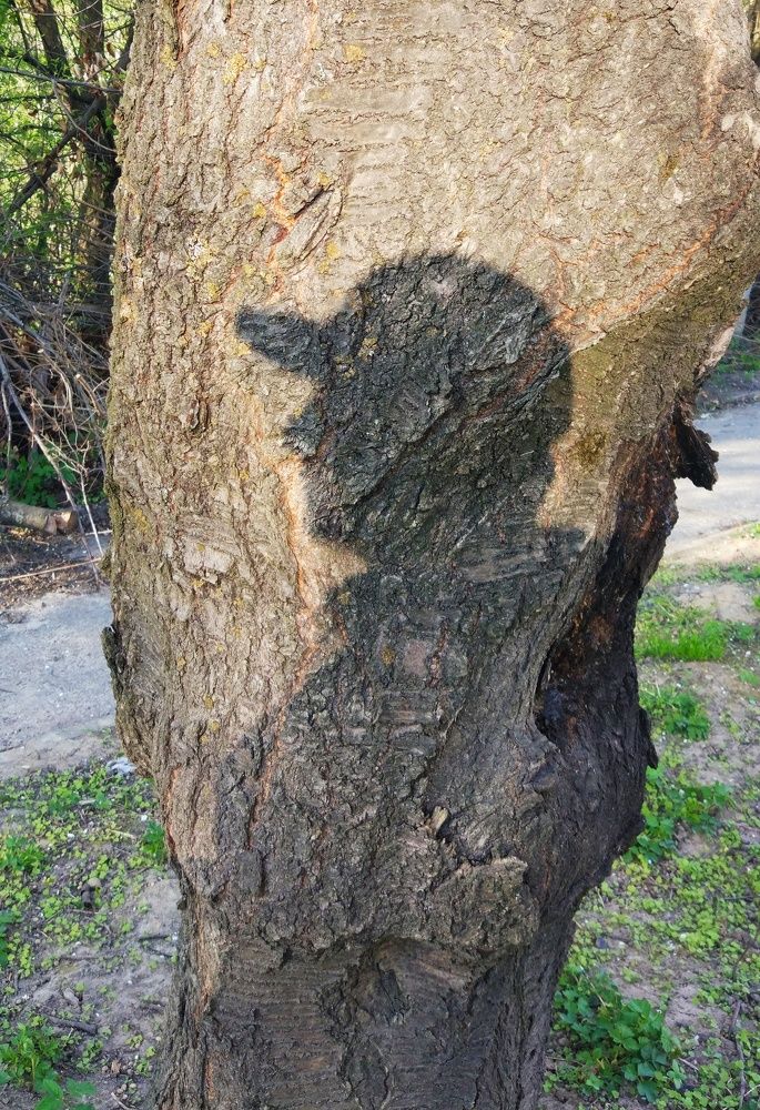 Автопортрет