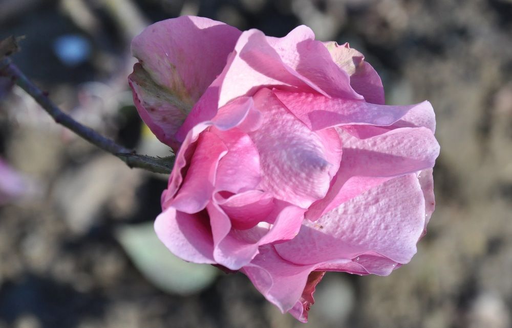 Январская роза