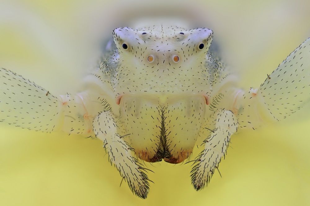 Thomisus onustus (Walckenaer, 1805)