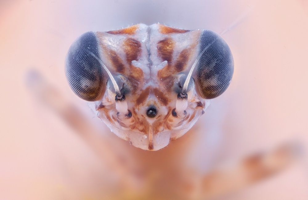 Photograph by Enrico Luzi