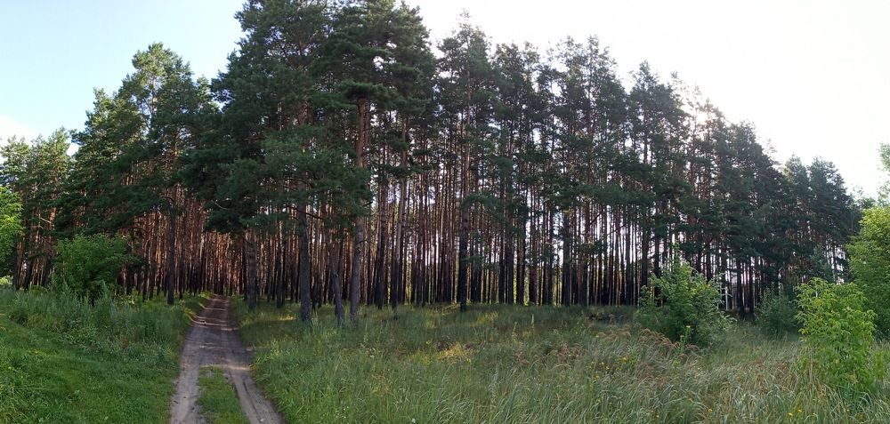 Сосновый бор