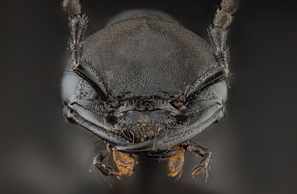 Photograph by Enrico Luzi