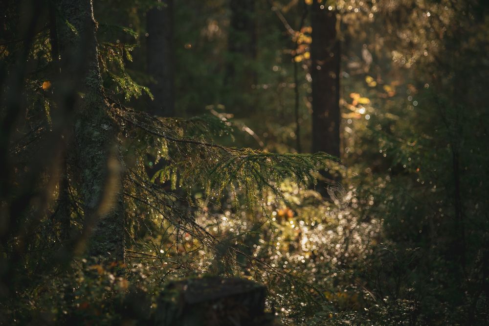 Photograph by Денис Кошкин