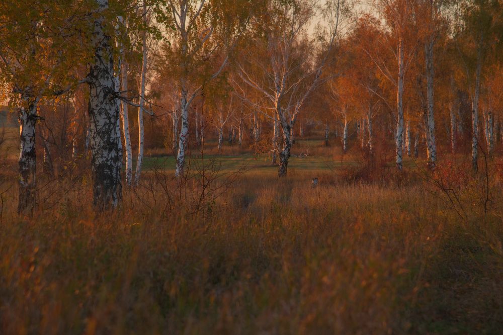 Photograph by Денис Кошкин