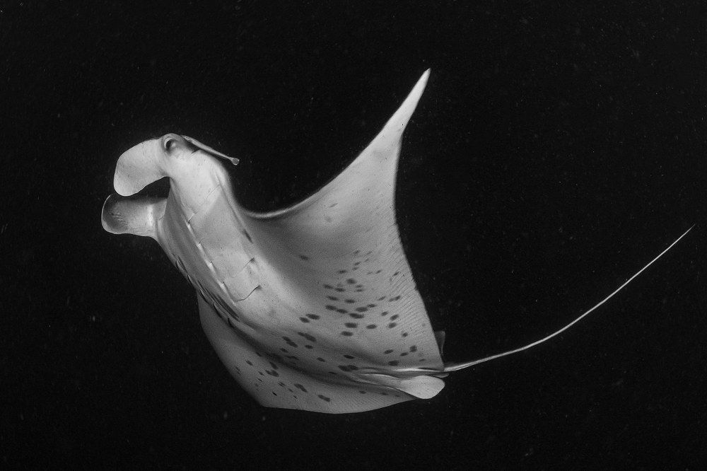 Манта, "Морской дьявол"