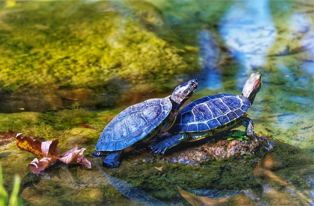 Turtles make love.