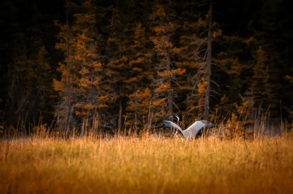 Наедине с осенью