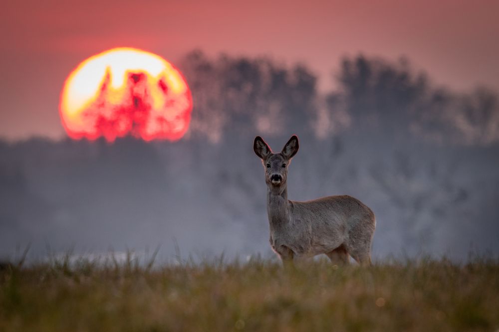 Photograph by Wiktor Kulesa