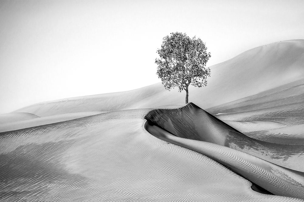 Photograph by Amal Alameer