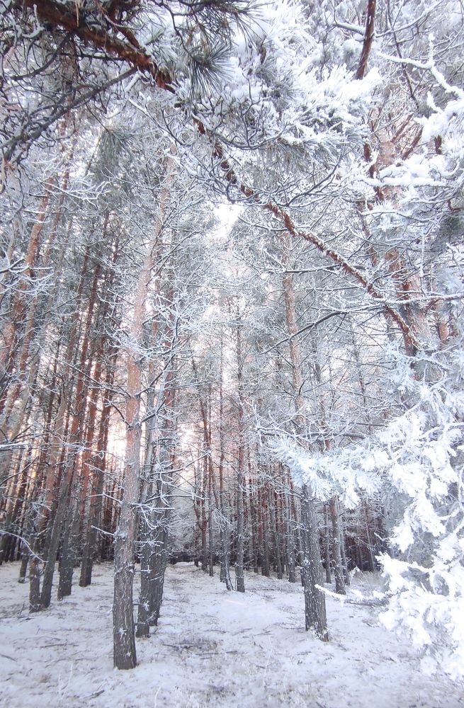 Photograph by Светлана Шибаршина