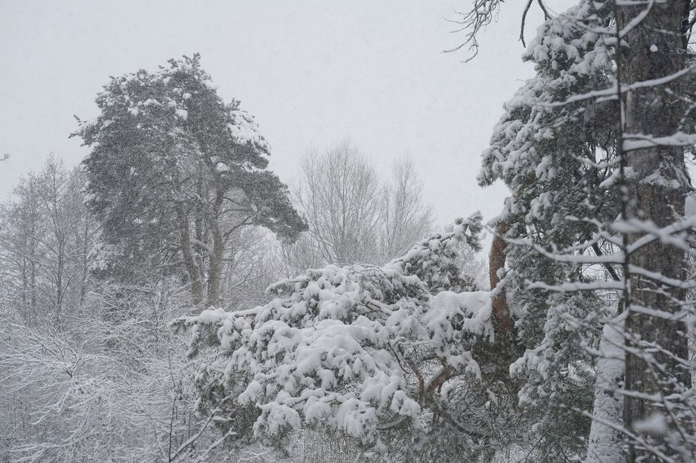 Измаил Ефимов. Россия, г.Йошкар-Ола. Сосны под покровом тумана и  снега.. 2021