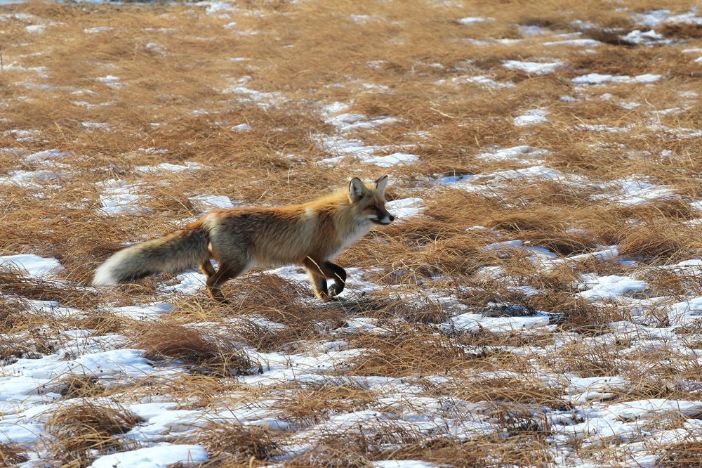 Фотография автора Елена Колосова