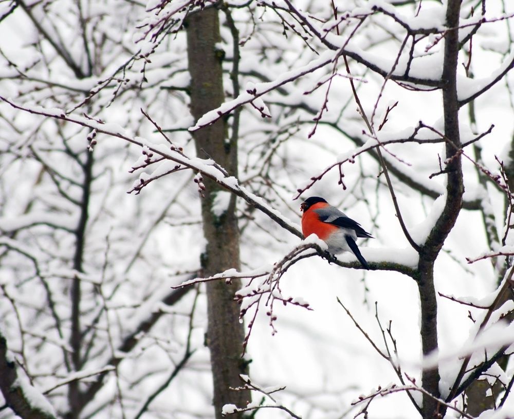 Зимний цветочек.
