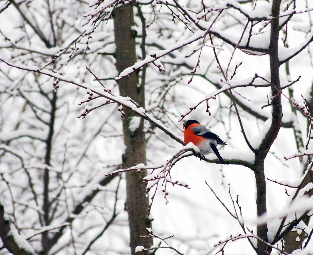 Зимний цветочек.
