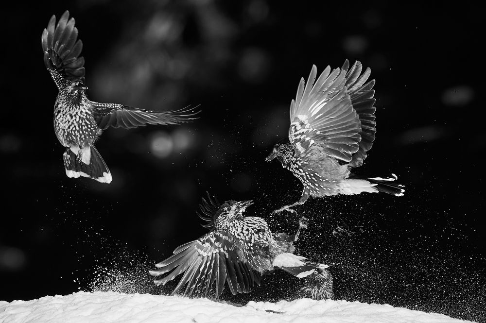 Fighting nutcrackers