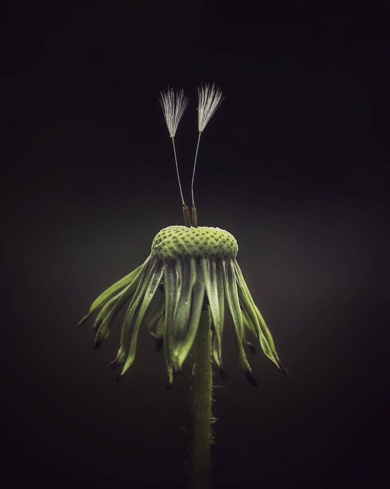 Photograph by Gabi Negoi